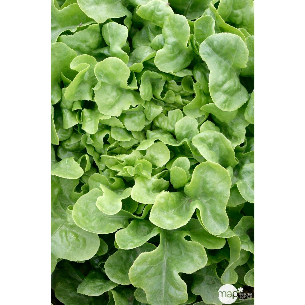  Plants De Laitues Feuille Chêne 'Querido' : Barquette De 12 Plants