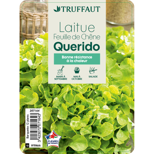  Plants De Laitues Feuille Chêne 'Querido' : Barquette De 12 Plants