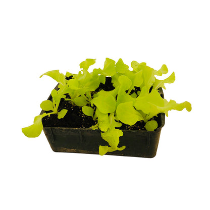 Plants De Laitues Feuille Chêne 'Querido' : Barquette De 12 Plants