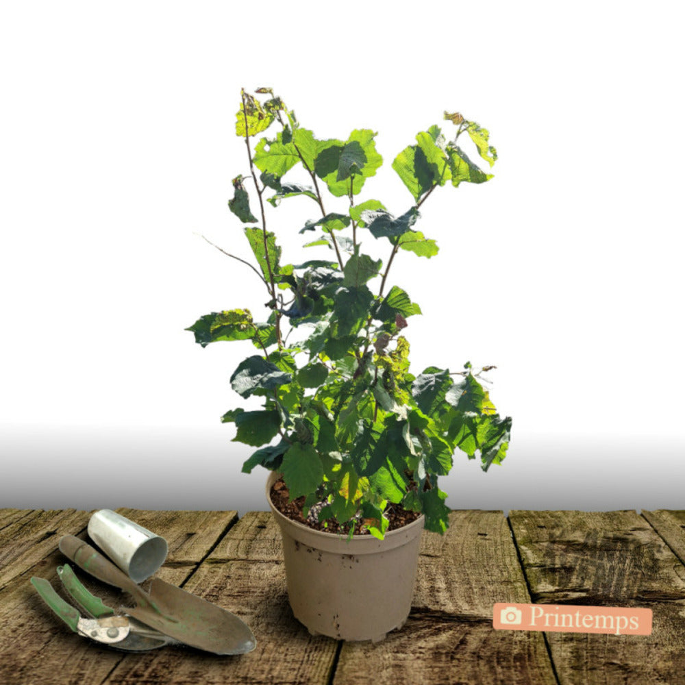  Noisetier Merveille De Bollwiller/[-]pot De 7,5l - 60/80 Cm