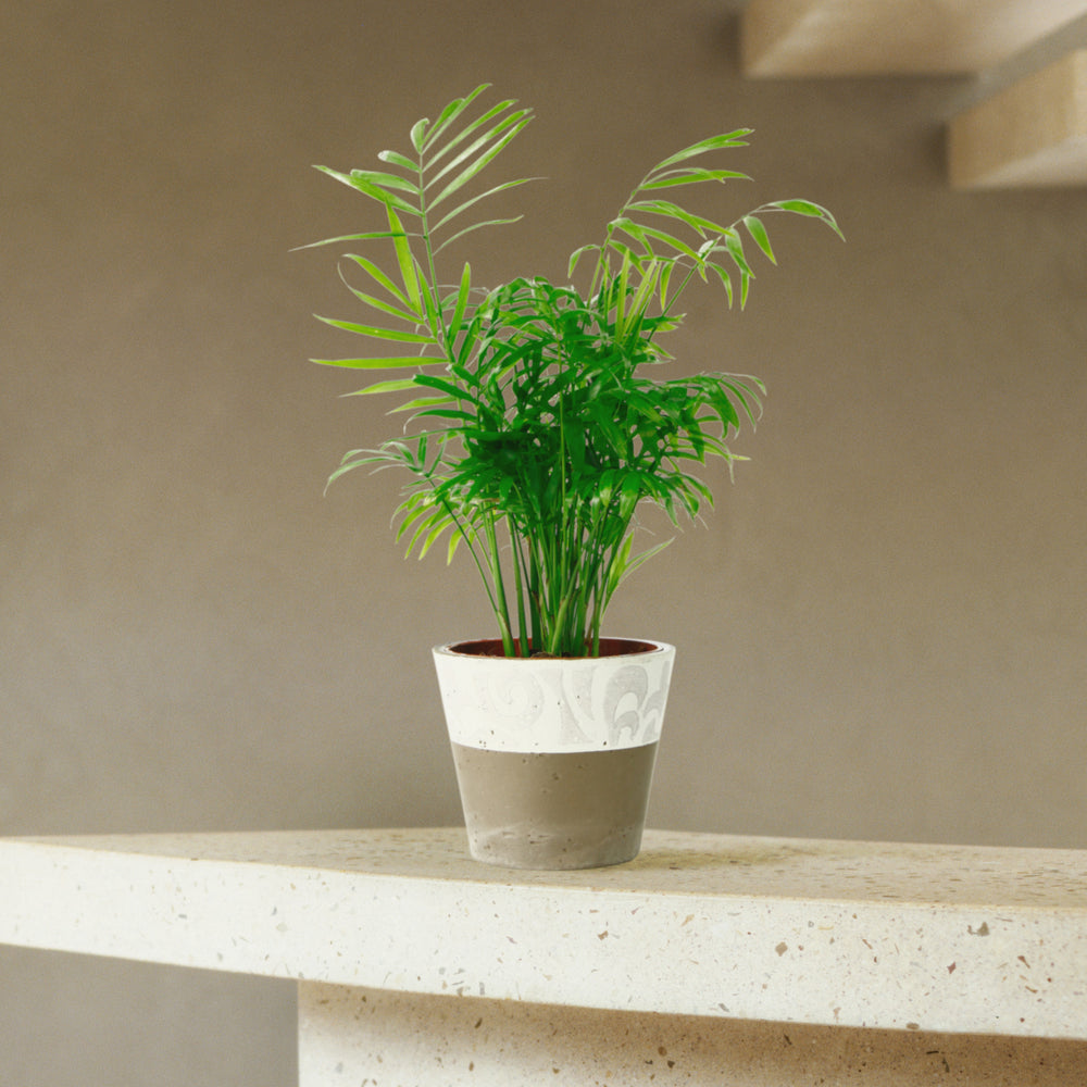  Palmier Nain : H.30/40cm Pot