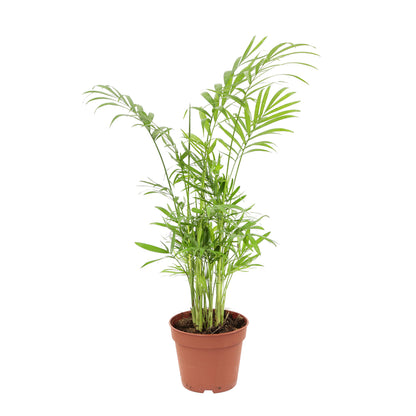  Palmier Nain : H.30/40cm Pot