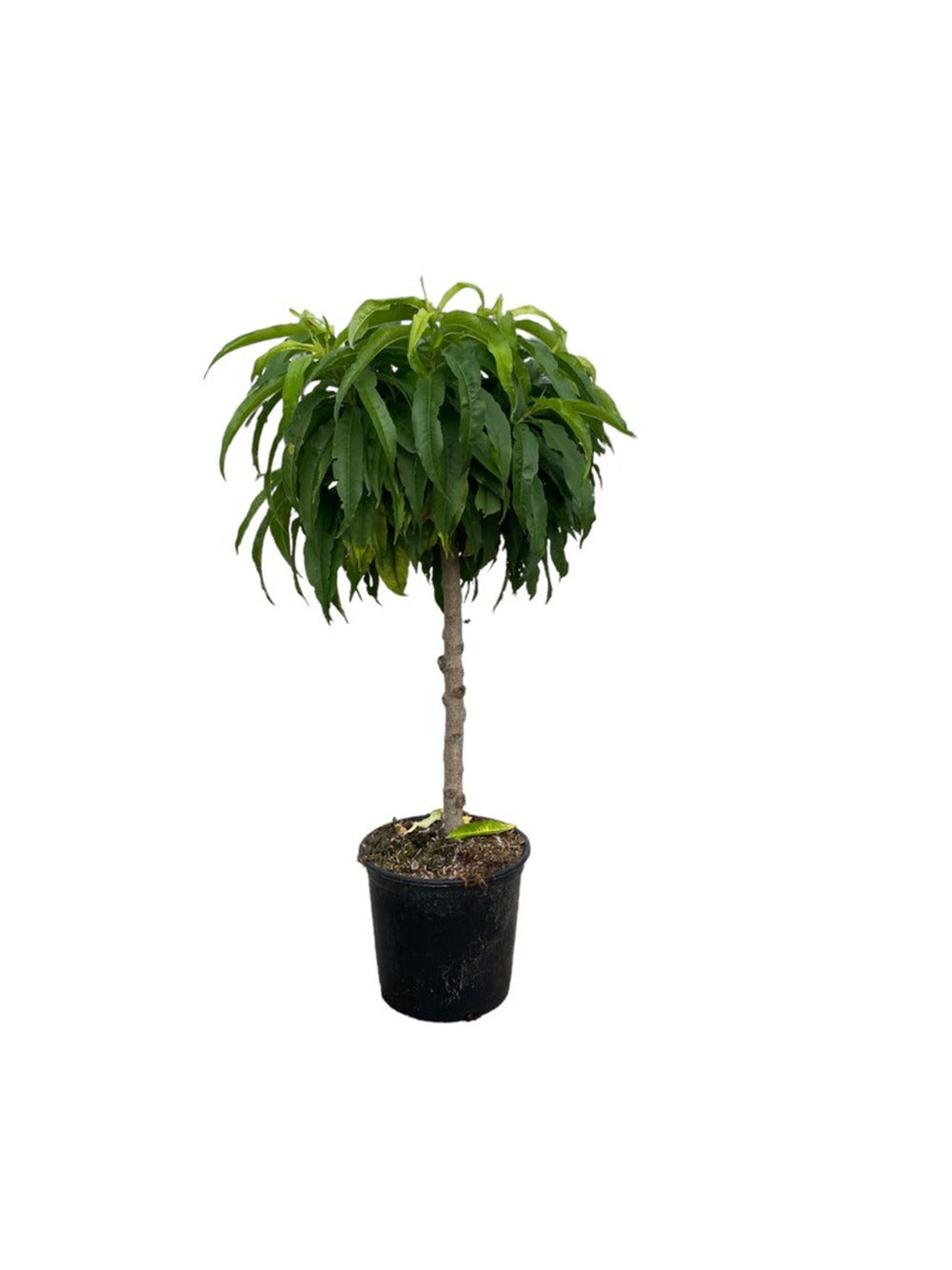  Nectarinier Nain 80/100 Cm