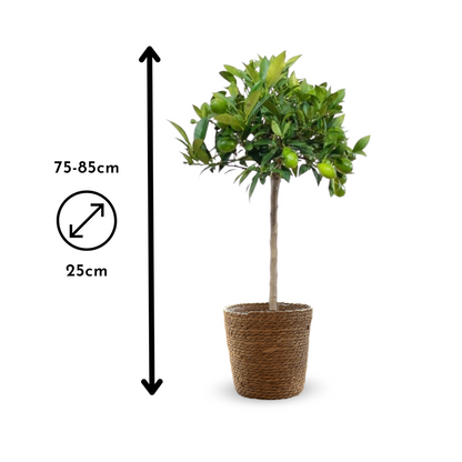  Clémentinier Avec Panier En Jonc De Mer - Agrume Méditerranéen - Arbre Fruitier - ↕ 75-85 Cm - ⌀ 22 Cm