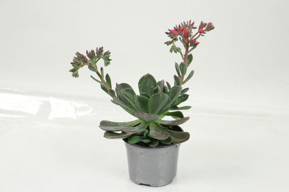  Succulentes Variees Pot 10,5 Cm