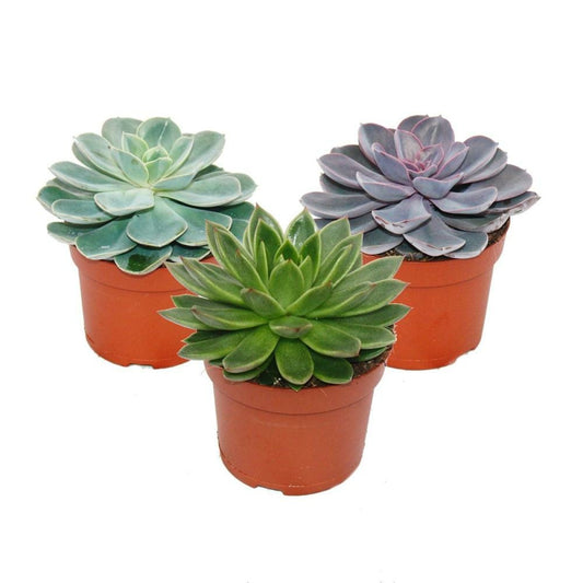  Set De 3 Echeveriens Différents Dans Un Pot De 12cm