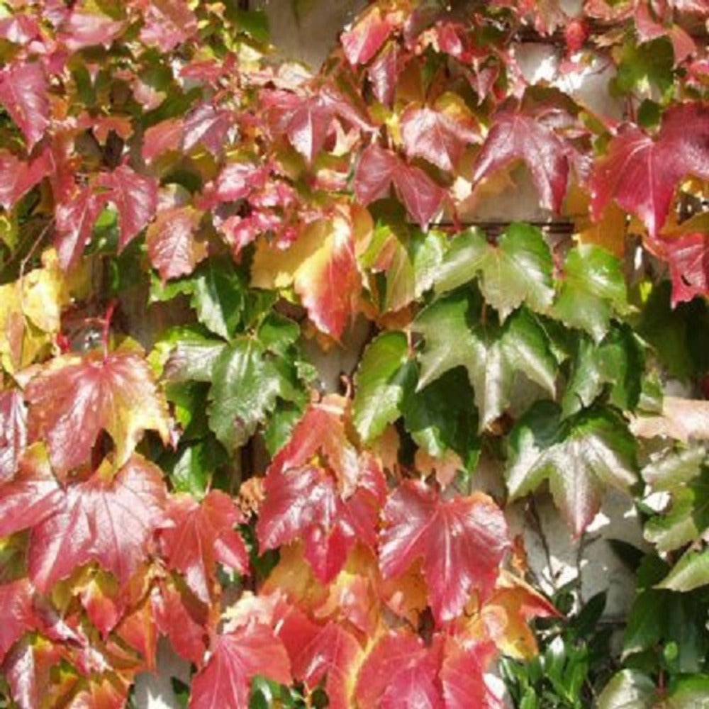  2 X Vigne Vierge Japonaise - Parthenocissus 'veitch Boskoop' - 50-60 Cm Pot