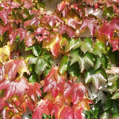  2 X Vigne Vierge Japonaise - Parthenocissus 'veitch Boskoop' - 50-60 Cm Pot