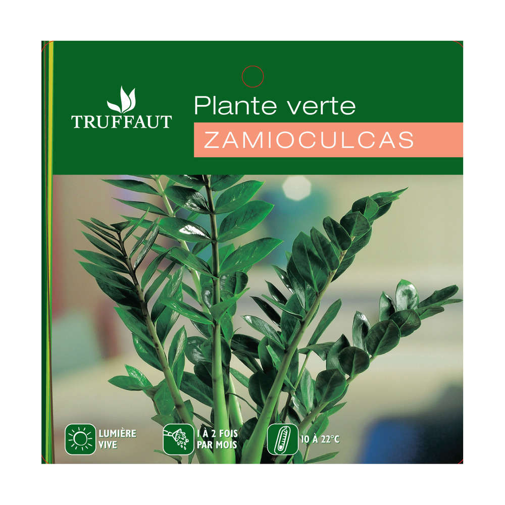  Zamioculcas : H70/80cm, D20cm