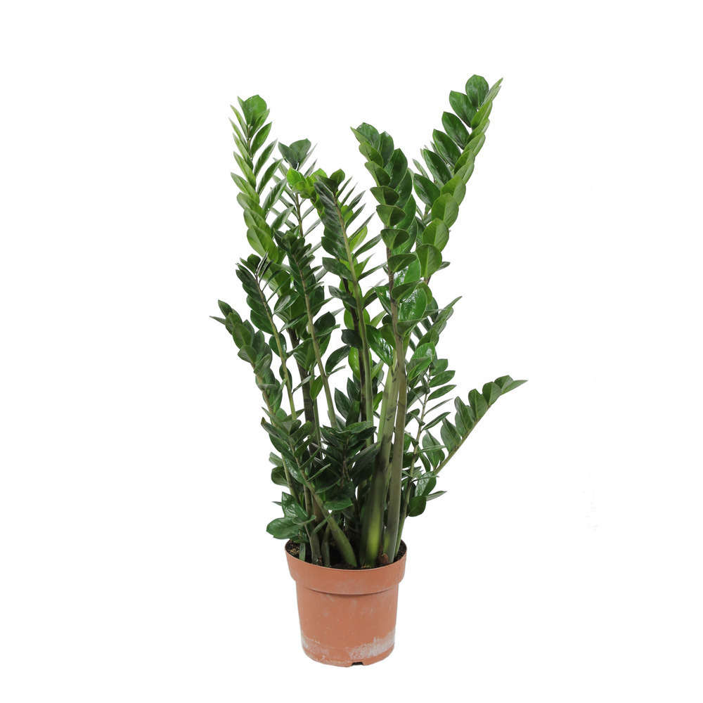  Zamioculcas : H70/80cm, D20cm