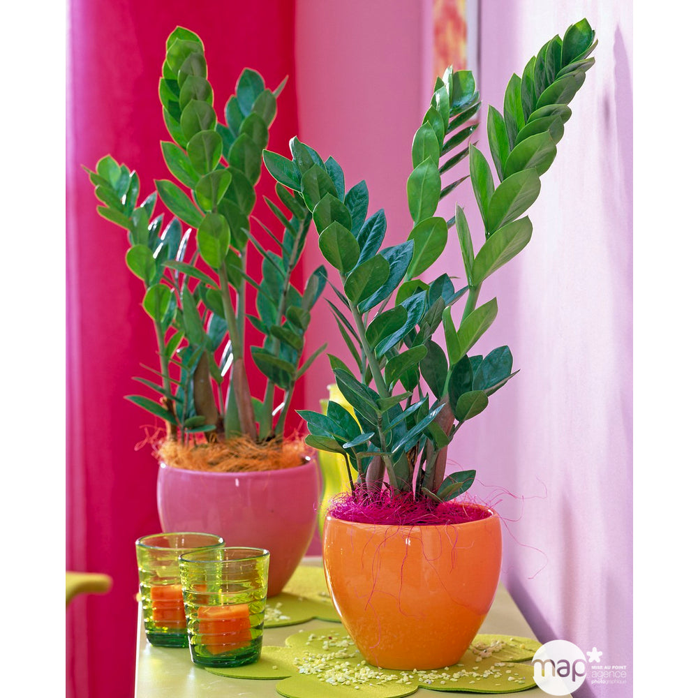  Zamioculcas : H70/80cm, D20cm