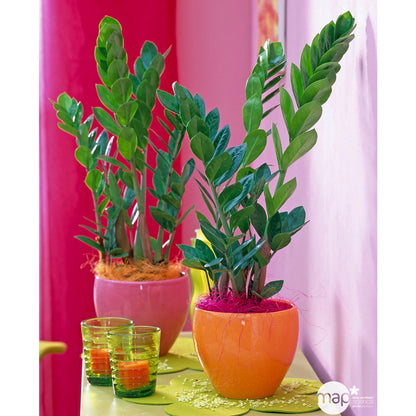  Zamioculcas : H70/80cm, D20cm