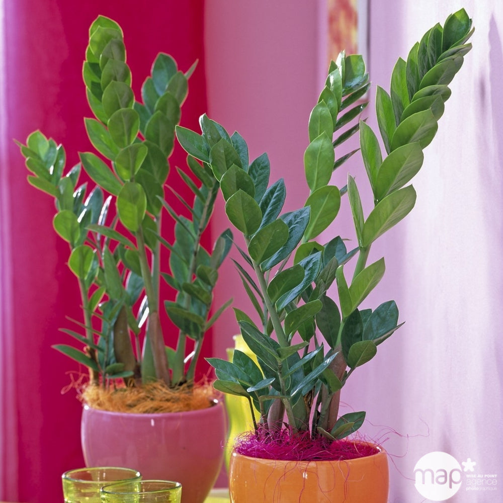  Zamioculcas : H70/80cm, D20cm