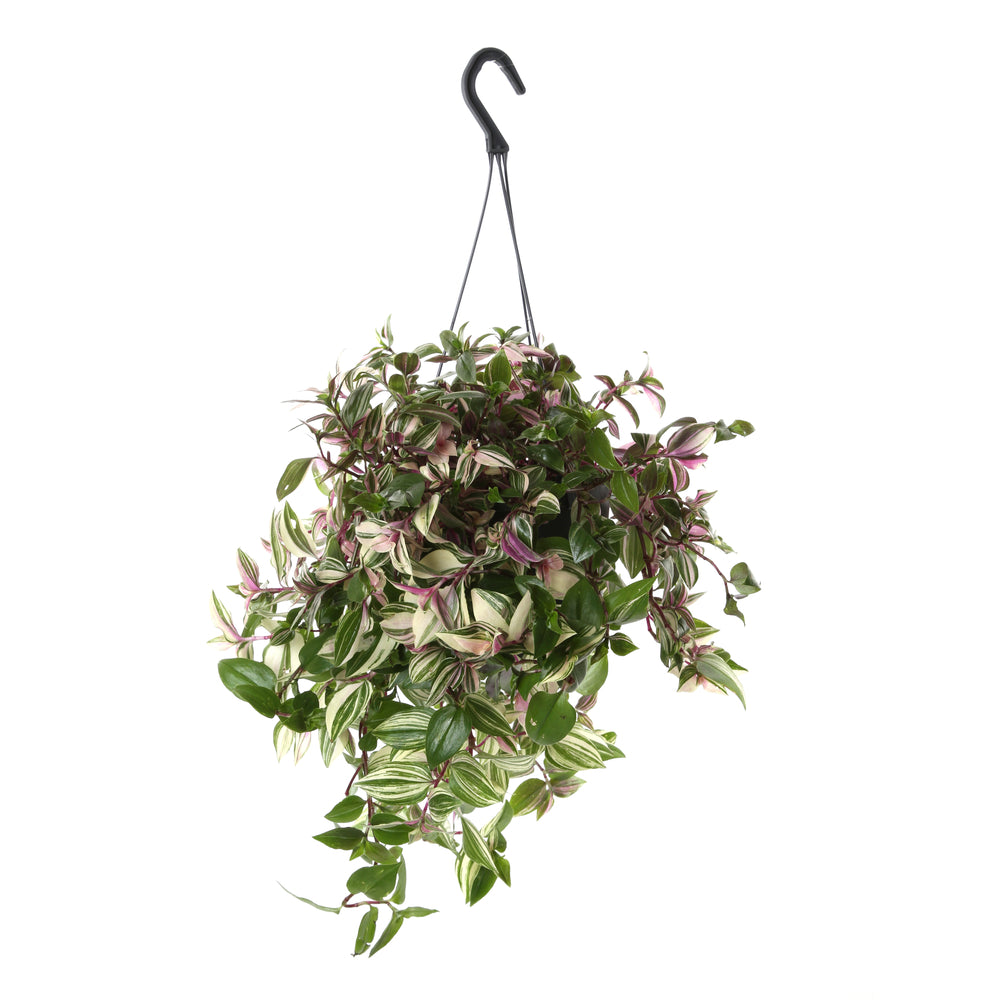  Tradescantia : Suspension Diamètre 17 Cm - Variétés Variables