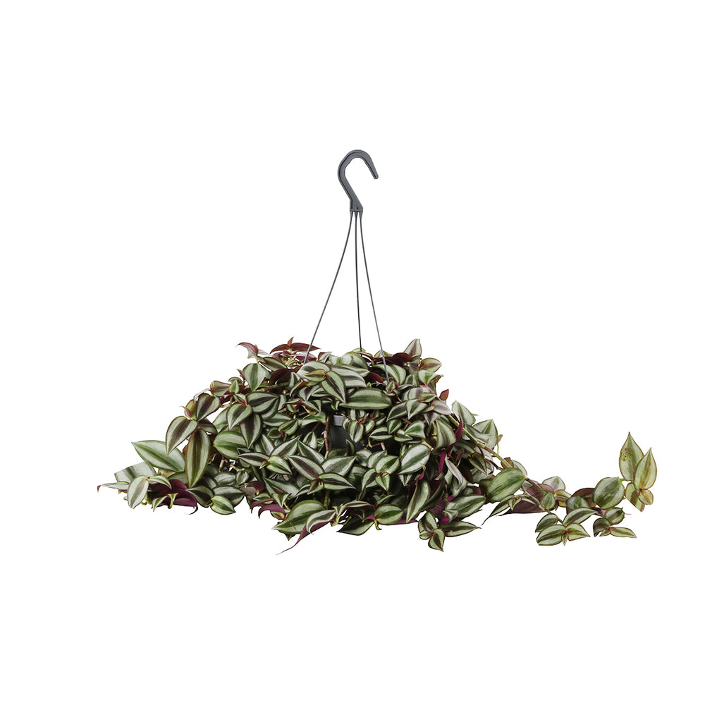  Tradescantia : Suspension Diamètre 17 Cm - Variétés Variables