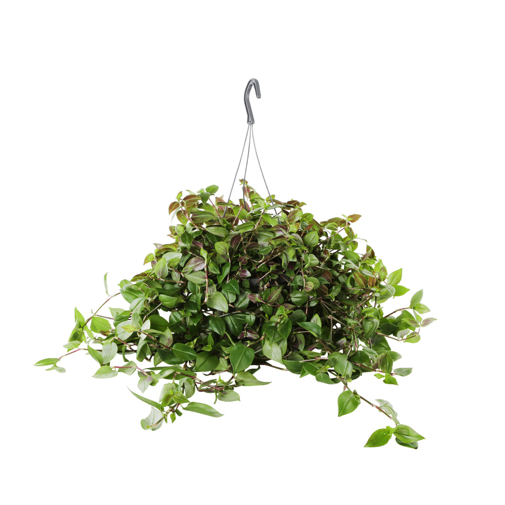  Tradescantia : Suspension Diamètre 17 Cm - Variétés Variables
