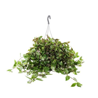  Tradescantia : Suspension Diamètre 17 Cm - Variétés Variables