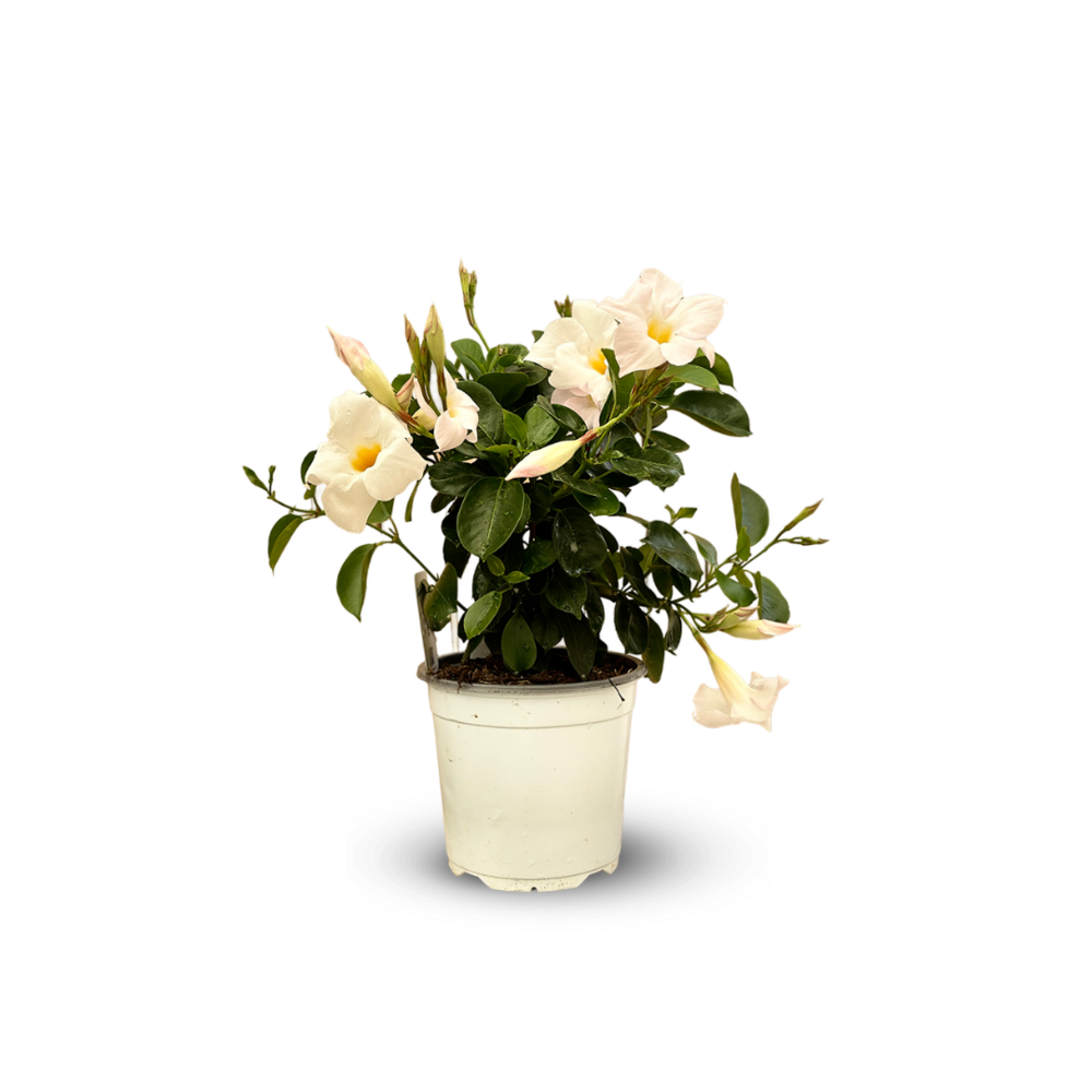  Dipladenia Touffe - Plante Fleurie - ↕ 40-50 Cm - ⌀ 17 Cm - Plante D'intérieur & Extérieur - Fleur Blanche
