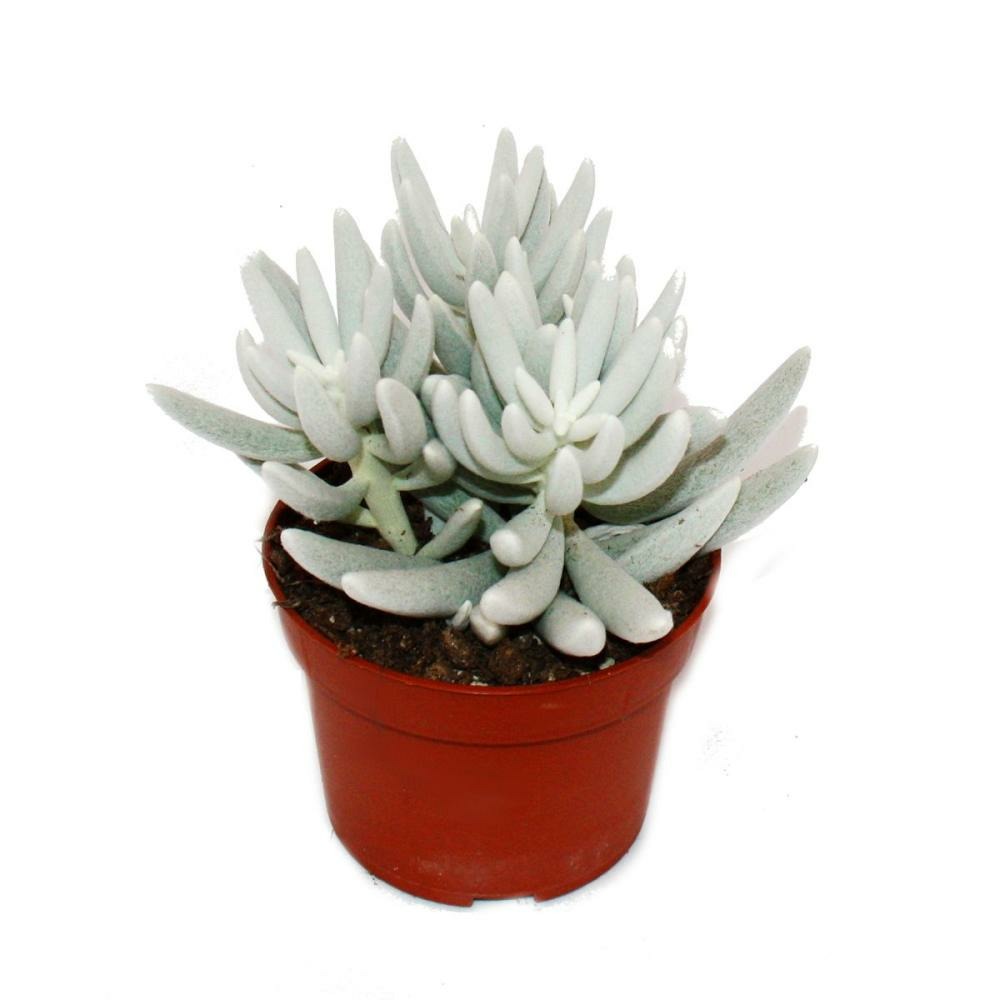 Senecio Haworthii - Plante Succulente Poilue Blanche - Pot De 10,5 Cm