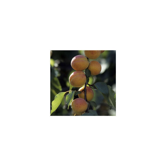  Abricotier Rouge Du Roussillon : Gobelet 2 Ans D'âge Ctr 7,5 Litres