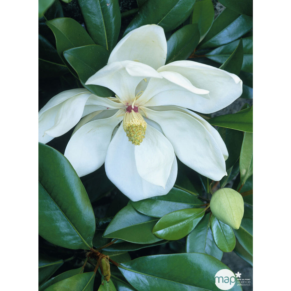  Magnolia Grandiflora:pot 5L