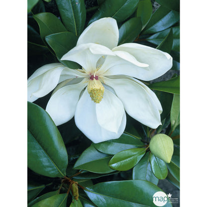  Magnolia Grandiflora:pot 5L