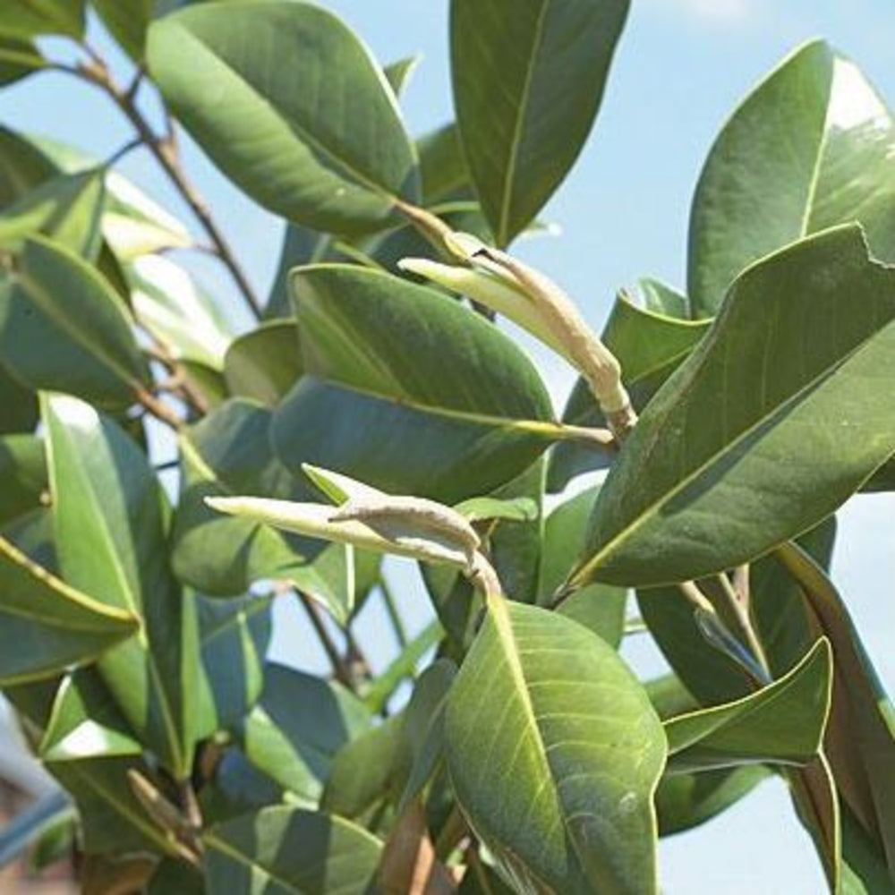  Magnolia Grandiflora:pot 5L
