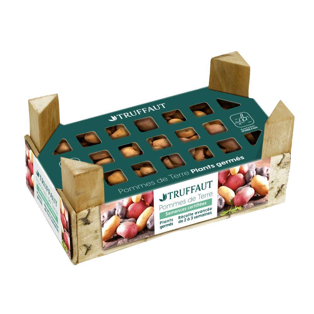  Plants De Pommes De Terre 'Ratte' En Clayette X25