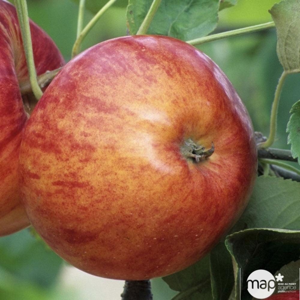  Pommier Reine Des Reinettes : Demi Tige Ctr