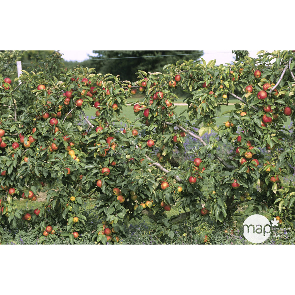  Pommier Reine Des Reinettes : Demi Tige Ctr