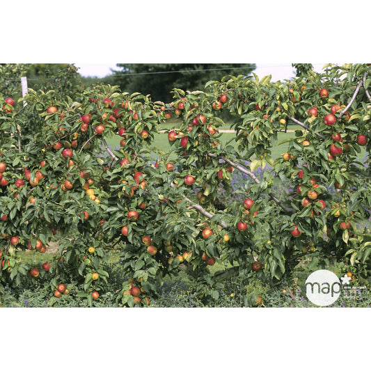  Pommier Reine Des Reinettes : Demi Tige Ctr