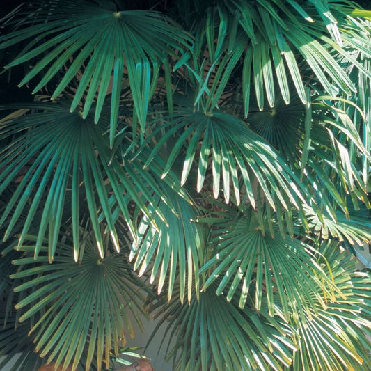  Trachycarpus Fortuneii : H 40/60 Cm Ctr 10 Litres
