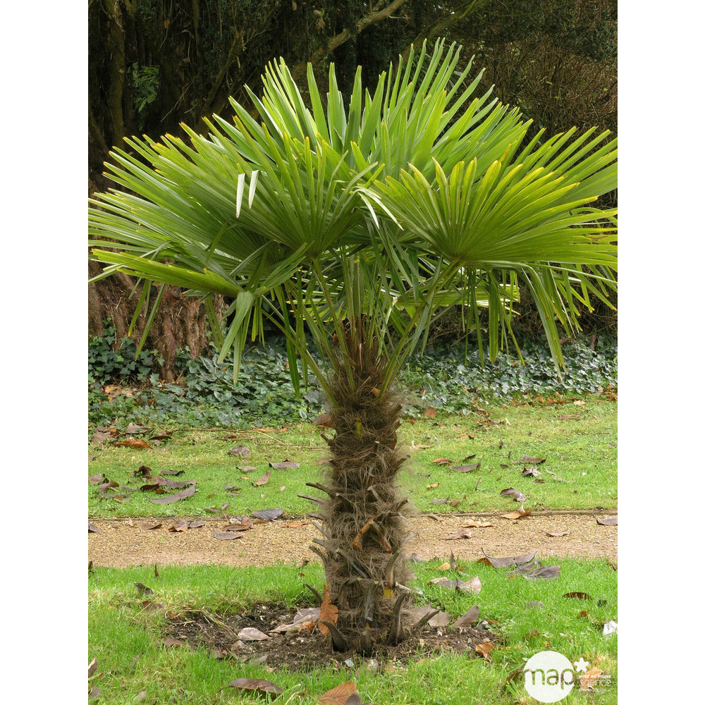  Trachycarpus Fortuneii : H 40/60 Cm Ctr 10 Litres