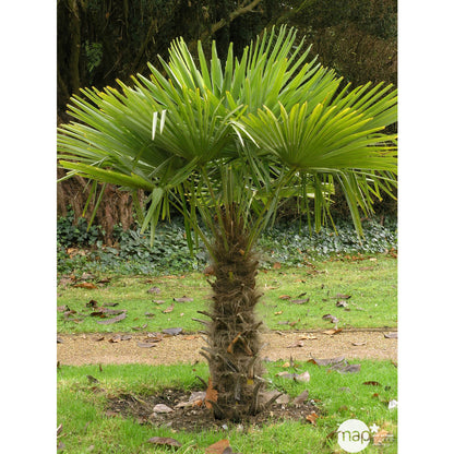  Trachycarpus Fortuneii : H 40/60 Cm Ctr 10 Litres