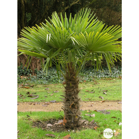  Trachycarpus Fortuneii : H 40/60 Cm Ctr 10 Litres