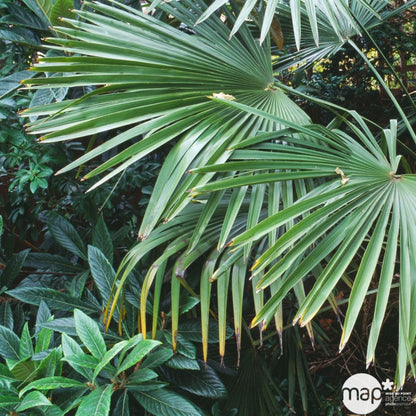  Trachycarpus Fortuneii : H 40/60 Cm Ctr 10 Litres