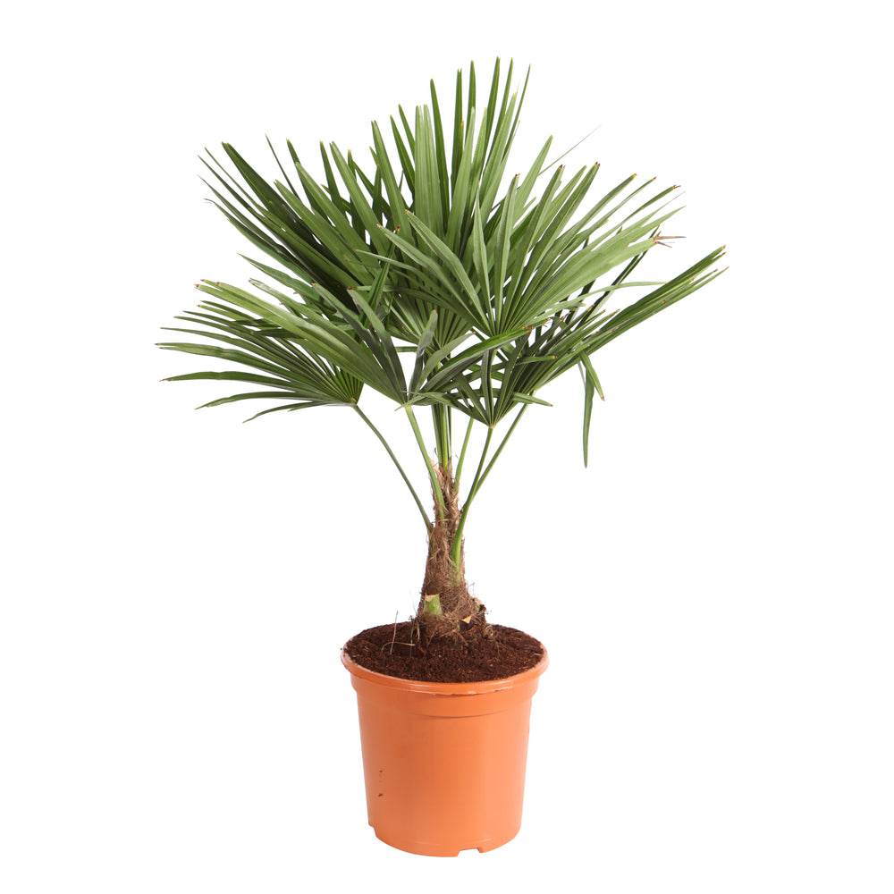  Trachycarpus Fortuneii : H 40/60 Cm Ctr 10 Litres