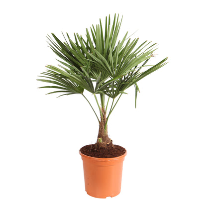  Trachycarpus Fortuneii : H 40/60 Cm Ctr 10 Litres
