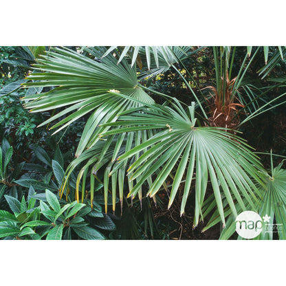  Trachycarpus Fortuneii : H 40/60 Cm Ctr 10 Litres