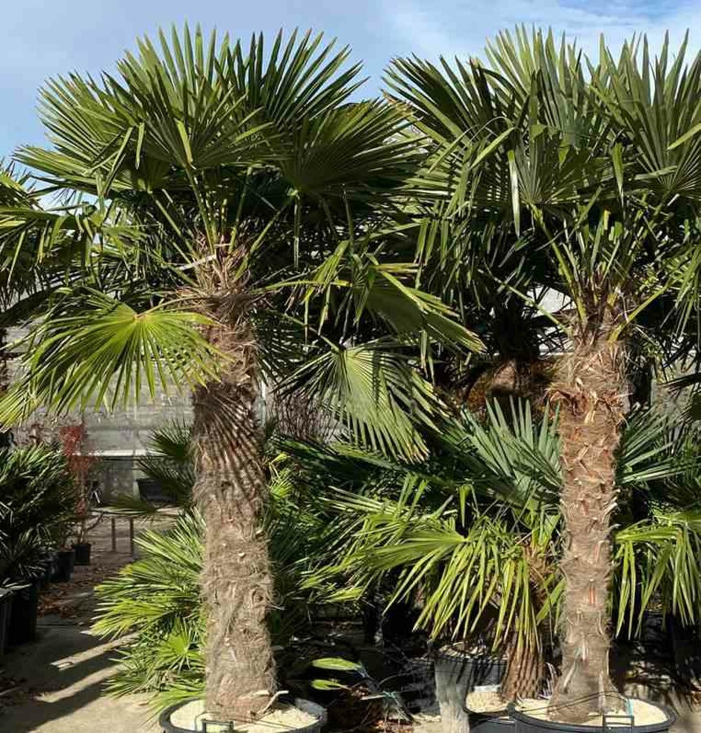  Trachycarpus Fortunei (palmier Chanvre)- Doubletroncs - Tronc A 40-60 Cm - Tronc B 30-50 Cm