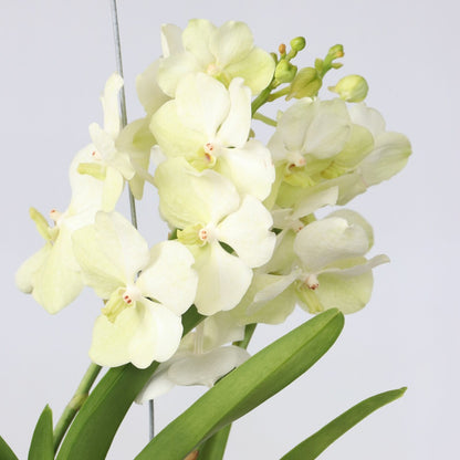  Orchidée - Vanda 'tayanee White' - Hauteur 45-55cm