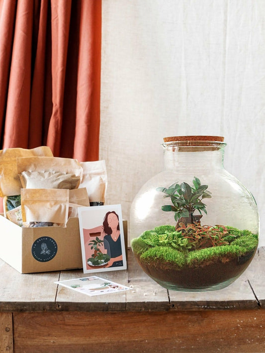  Kit Terrarium Diy - Baobab Ficus + 2 Fittonia - Rateau + Pelle + Pince