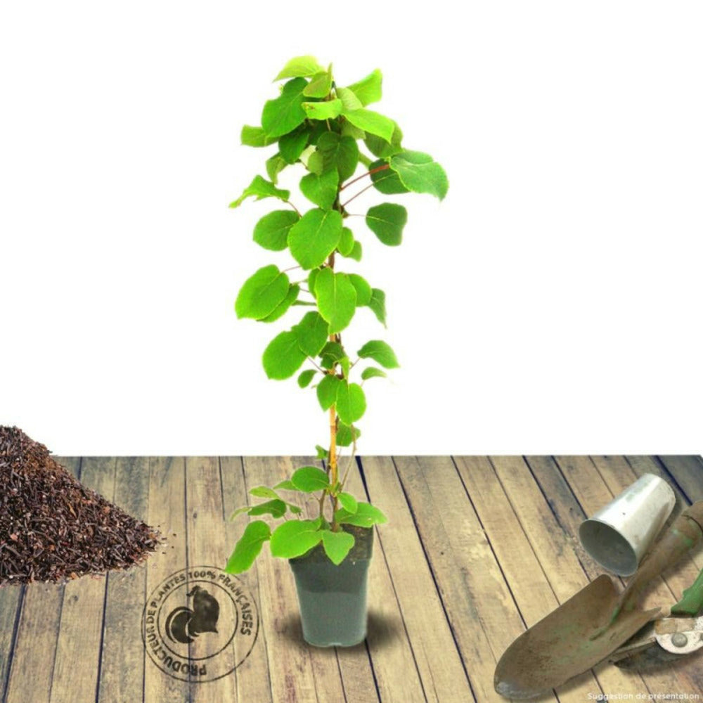  Kiwi Chinensis Solo (autofertile)/[-]pot De 3l - Echelle Bambou 60/120 Cm