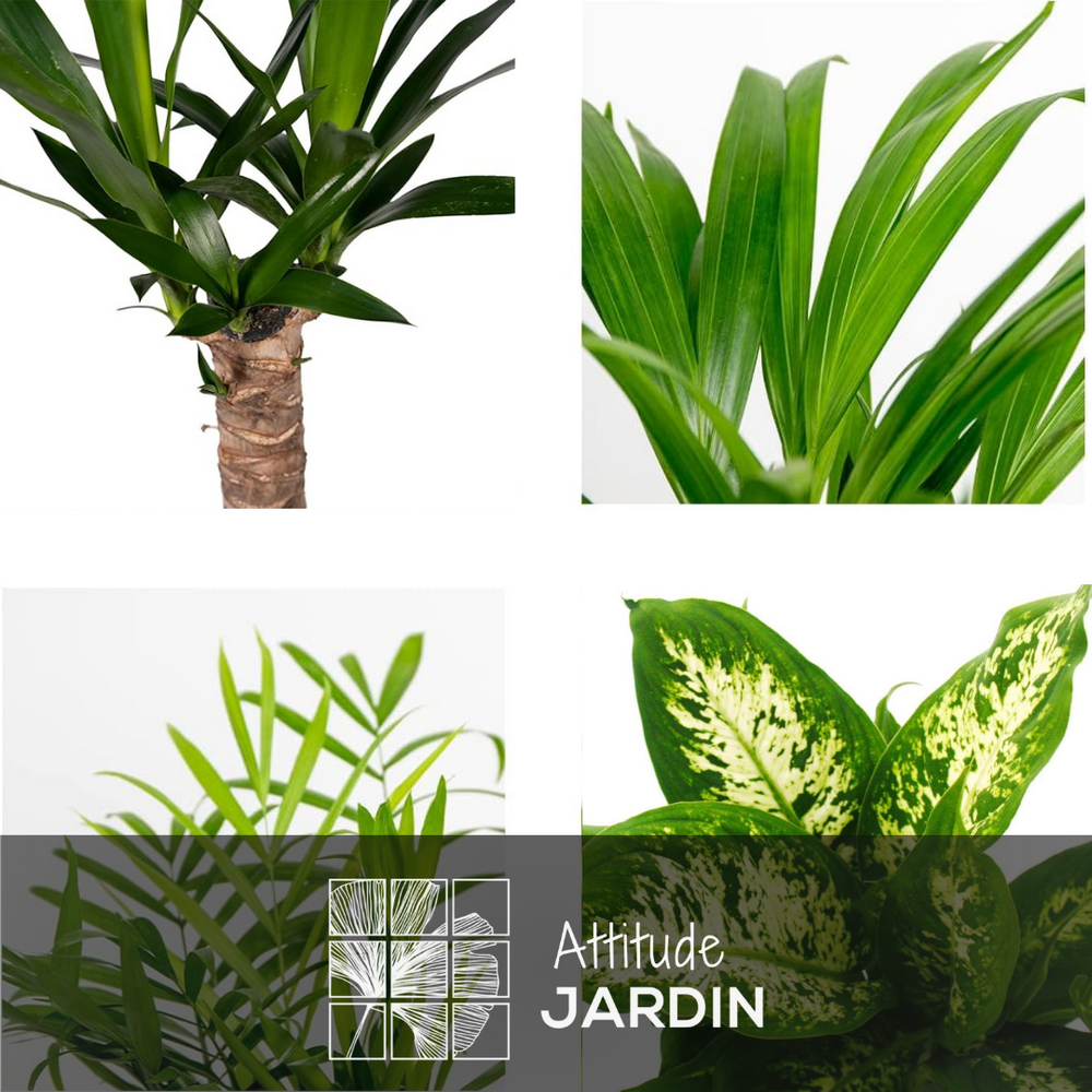  5x Mélange De Plantes D'intérieur - ↕ 30-40 Cm - ⌀ 12 Cm - Lot De 5 - Purificateur D'air