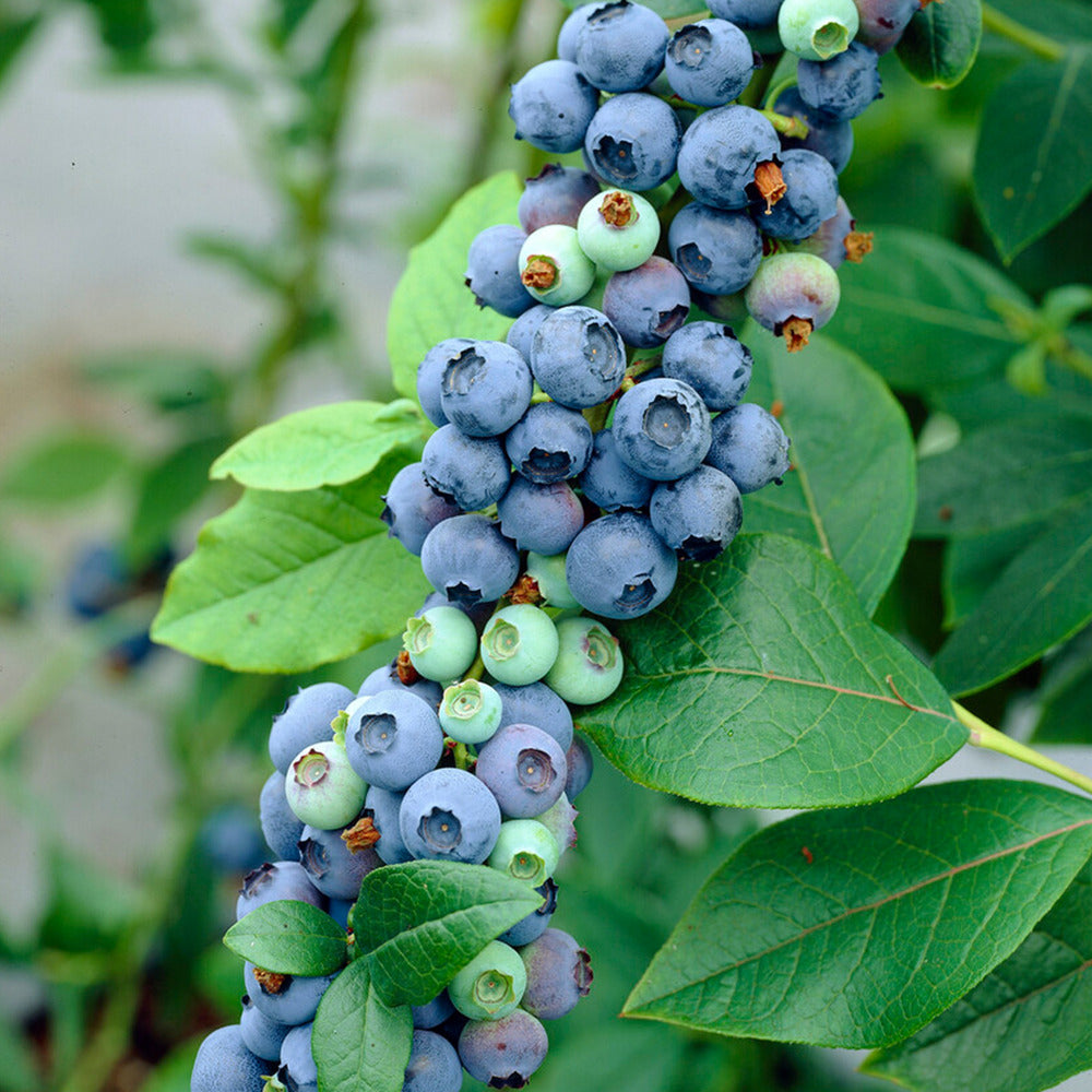  Vaccinium Corymbosum 'goldtraube' - Myrtille - Plantes Fruitières - ⌀14 Cm - Hauteur 60-70cm