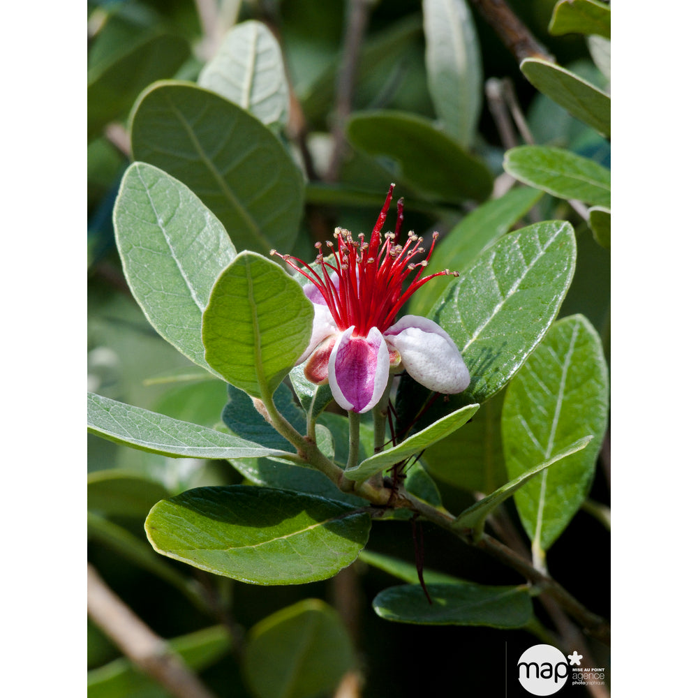  Feijoa Sellowiana - Pot De 3 Litres