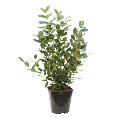  Feijoa Sellowiana - Pot De 3 Litres