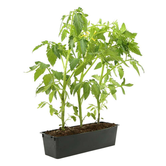  Plants De Tomates 'Cœur De Bœuf' : Barquette De 3 Plants