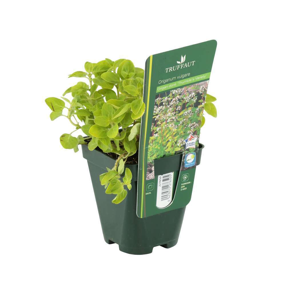  Plants D'origan : Godet Vert