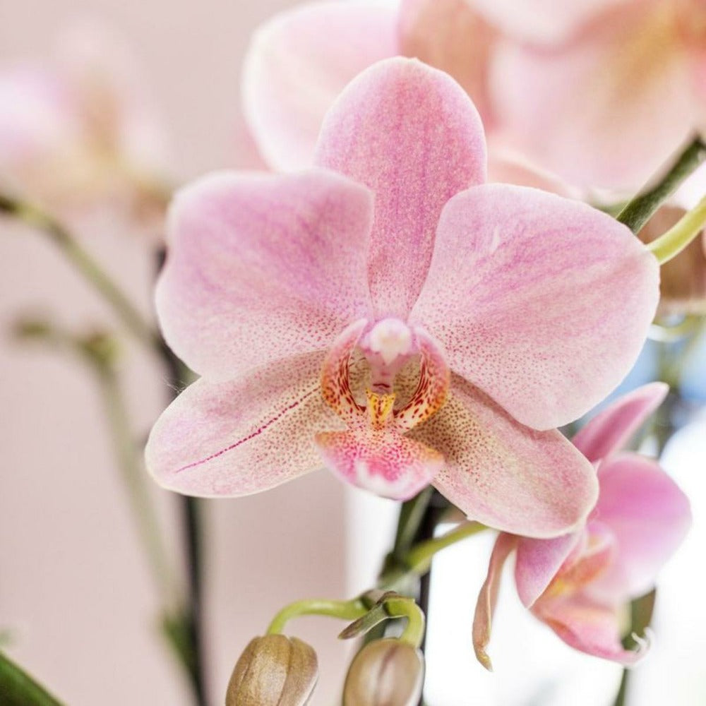  Offre Combi: 2 Orchidées Treviso Vieux Rose Ave Pot Cm - Plante D'intérieur